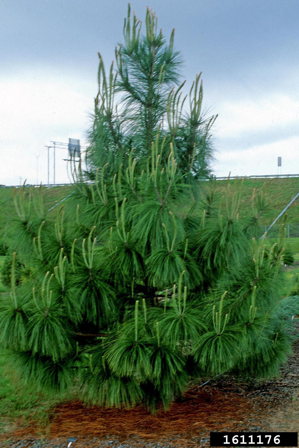 smoothbark mexican pine (Pinus pseudostrobus Lindl.)