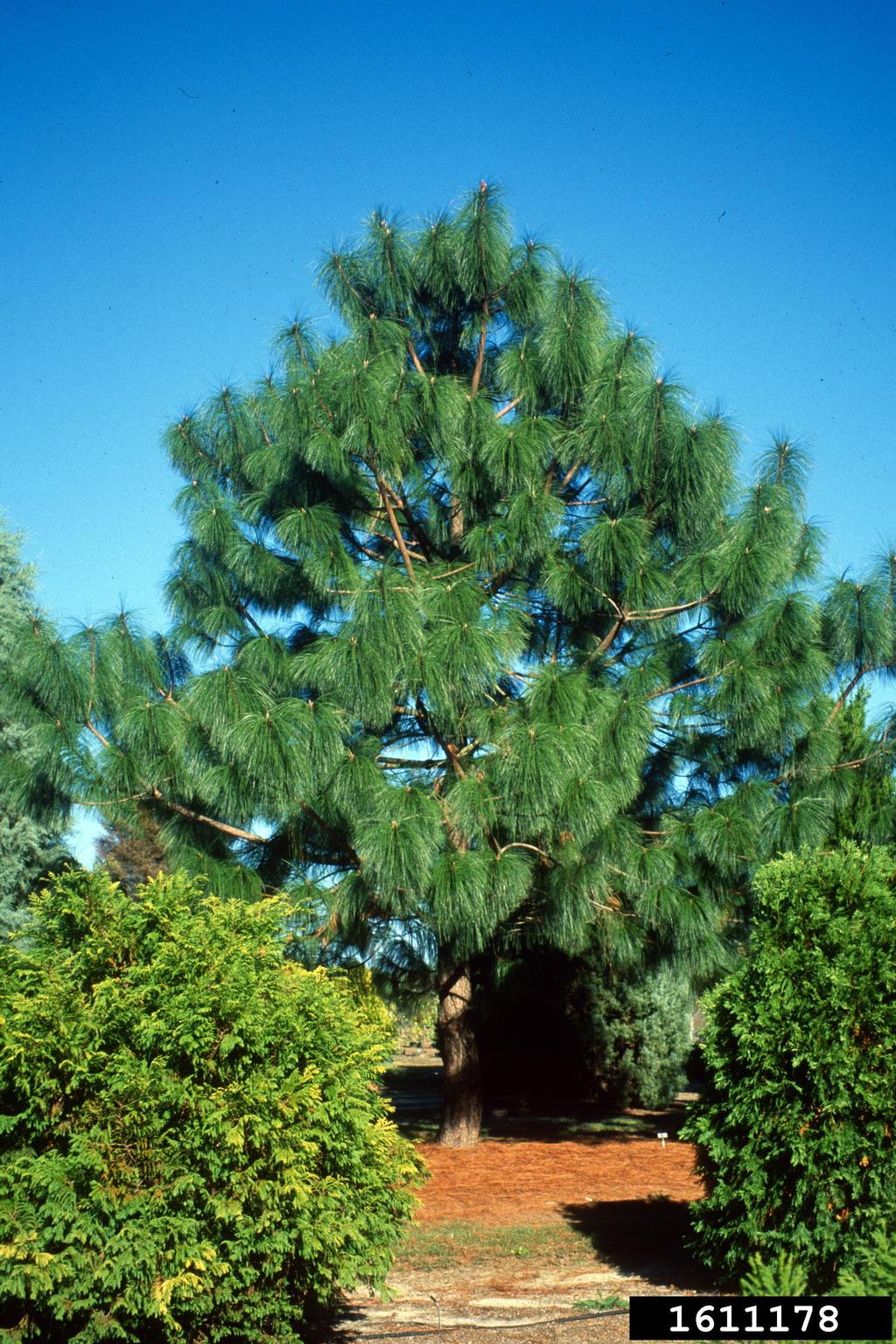 smoothbark mexican pine (Pinus pseudostrobus)