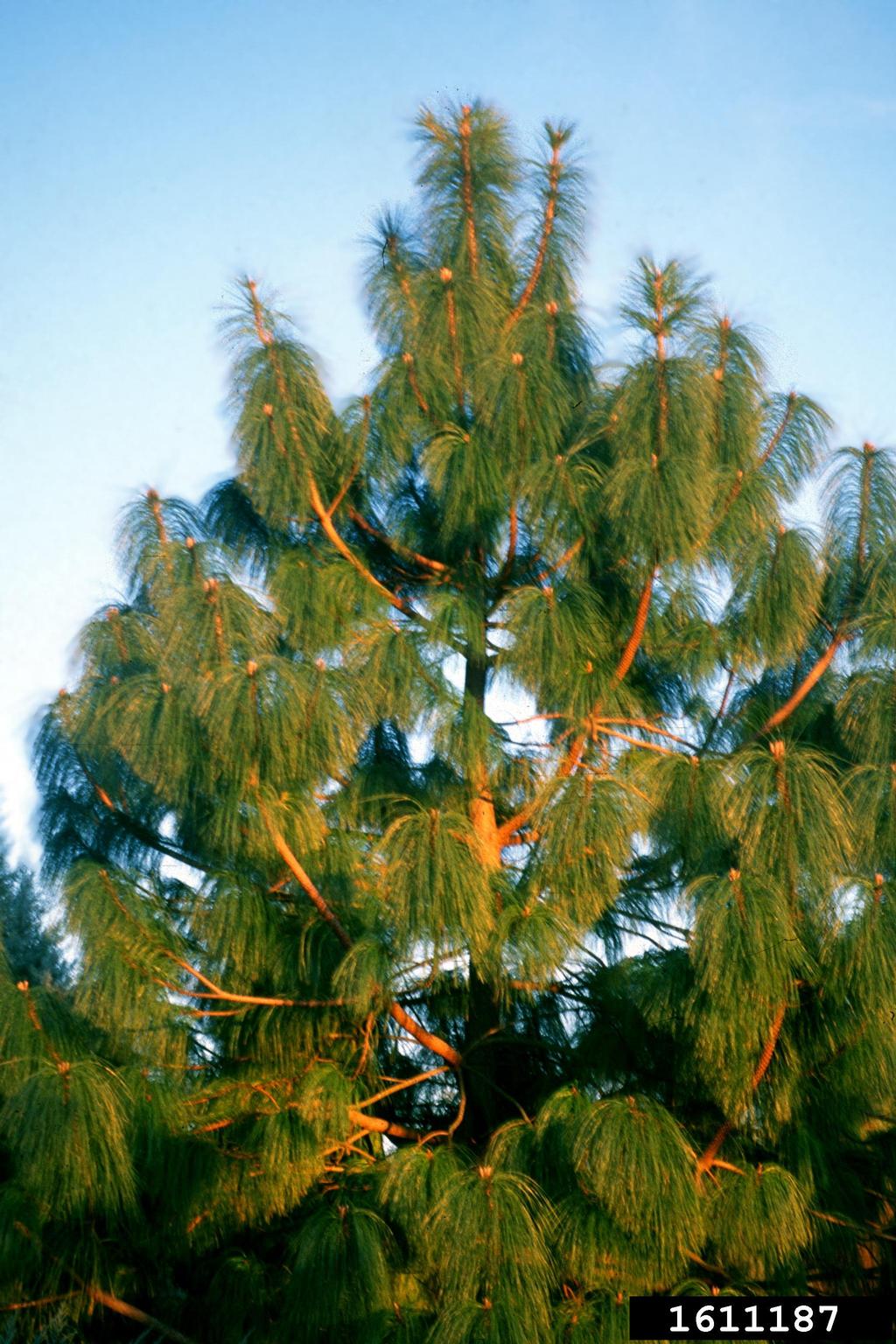 smoothbark mexican pine (Pinus pseudostrobus)