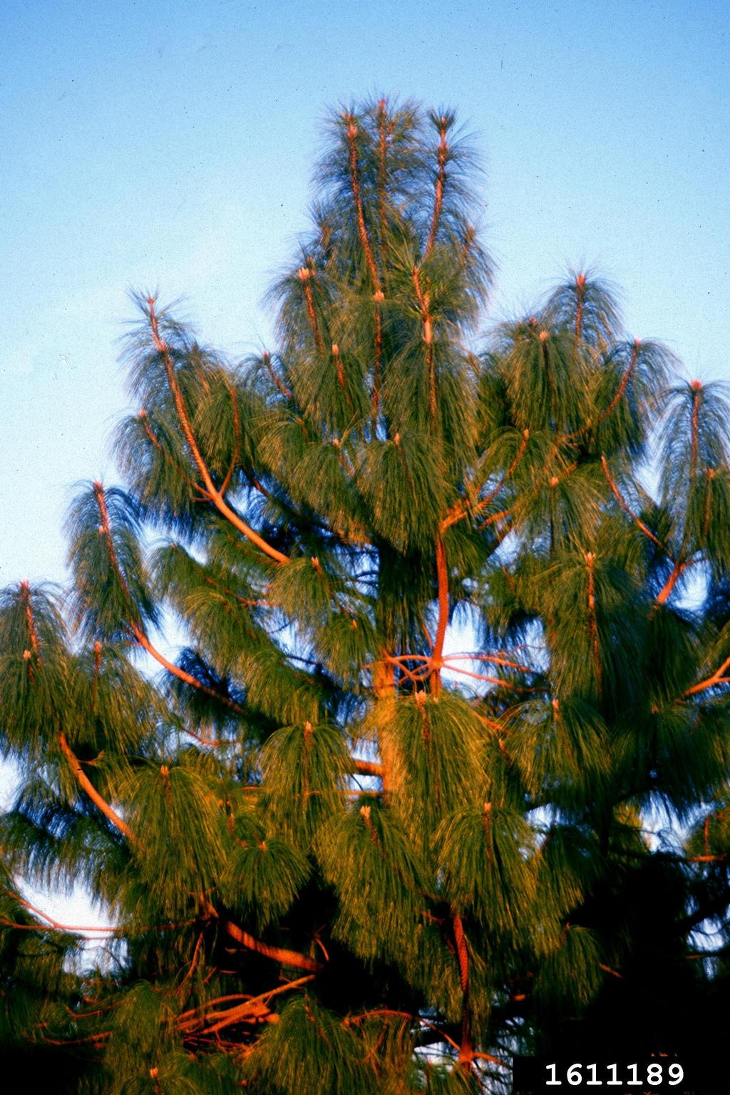 smoothbark mexican pine (Pinus pseudostrobus)
