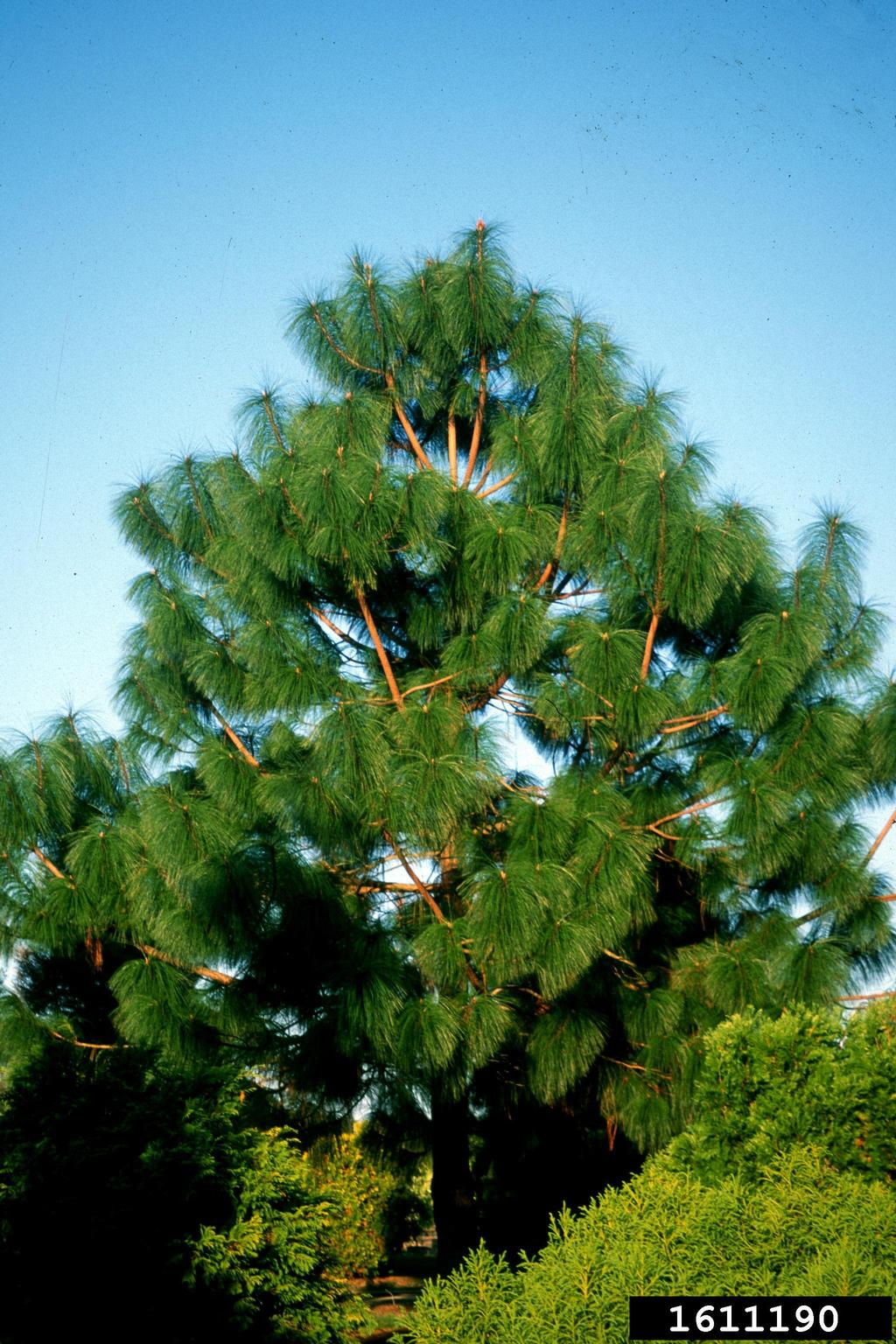 smoothbark mexican pine (Pinus pseudostrobus)