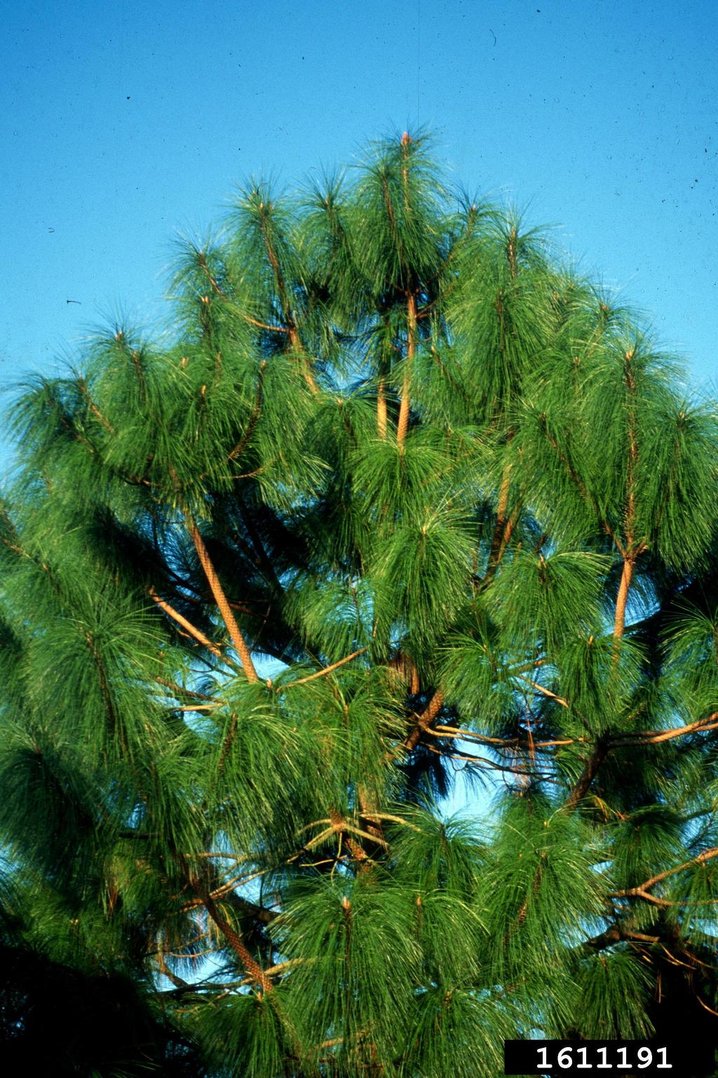 smoothbark mexican pine (Pinus pseudostrobus)