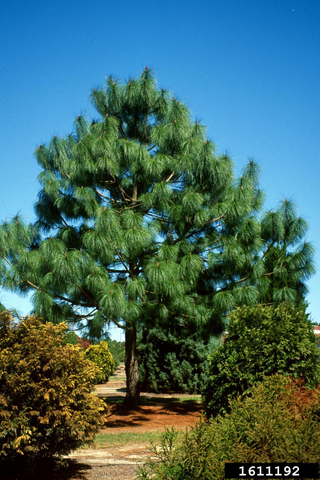smoothbark mexican pine (Pinus pseudostrobus)