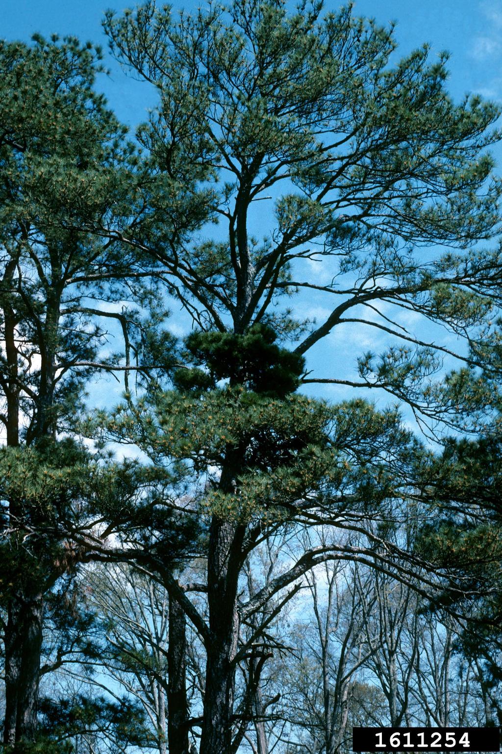 witches' broom (general)