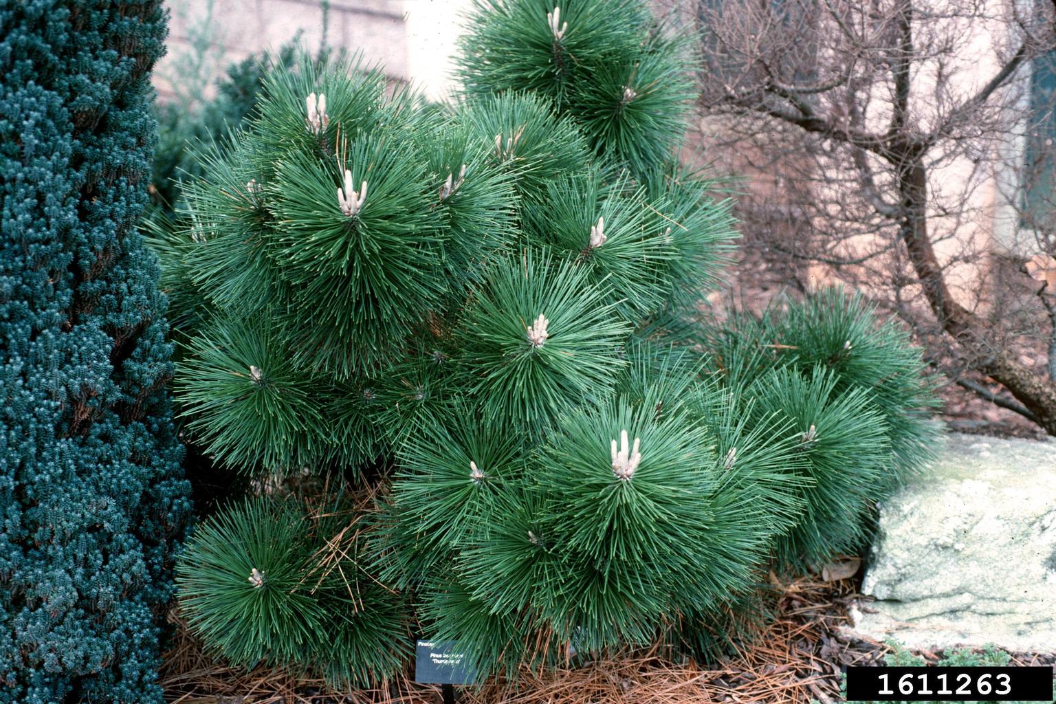 Japanese black pine (Pinus thunbergii)