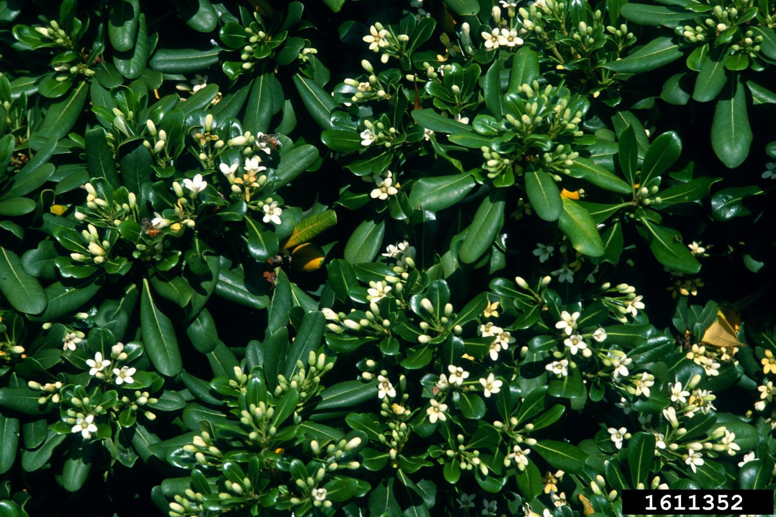 Japanese cheesewood (Pittosporum tobira)