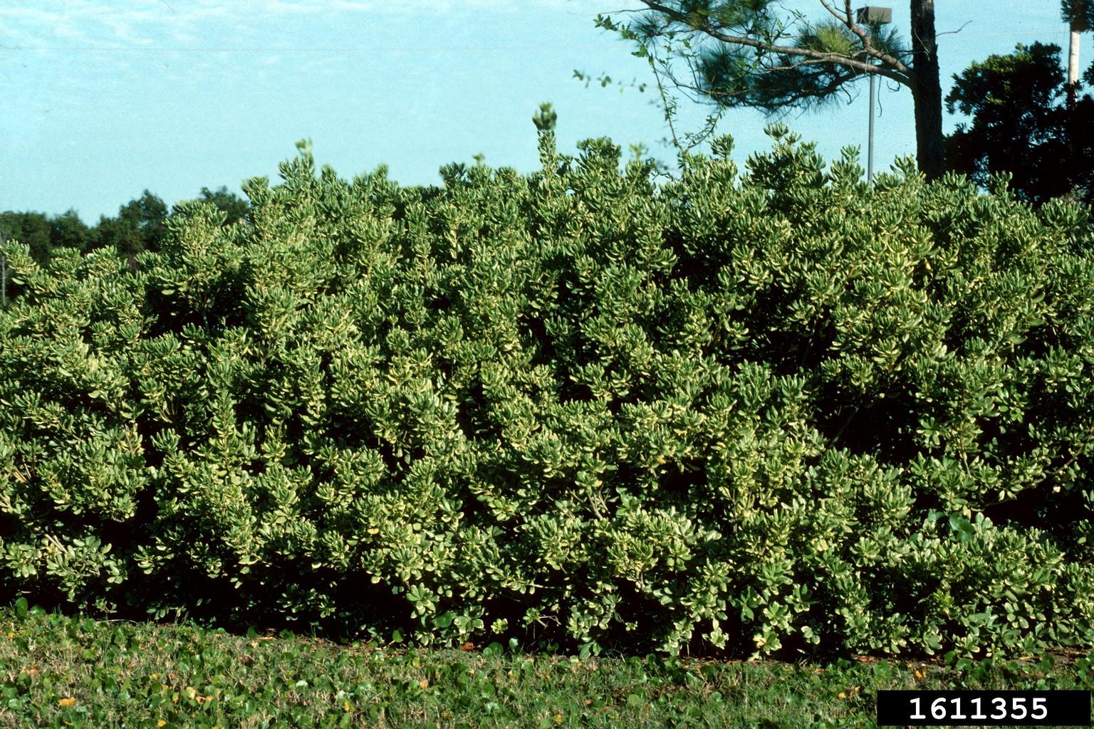 Japanese cheesewood (Pittosporum tobira)