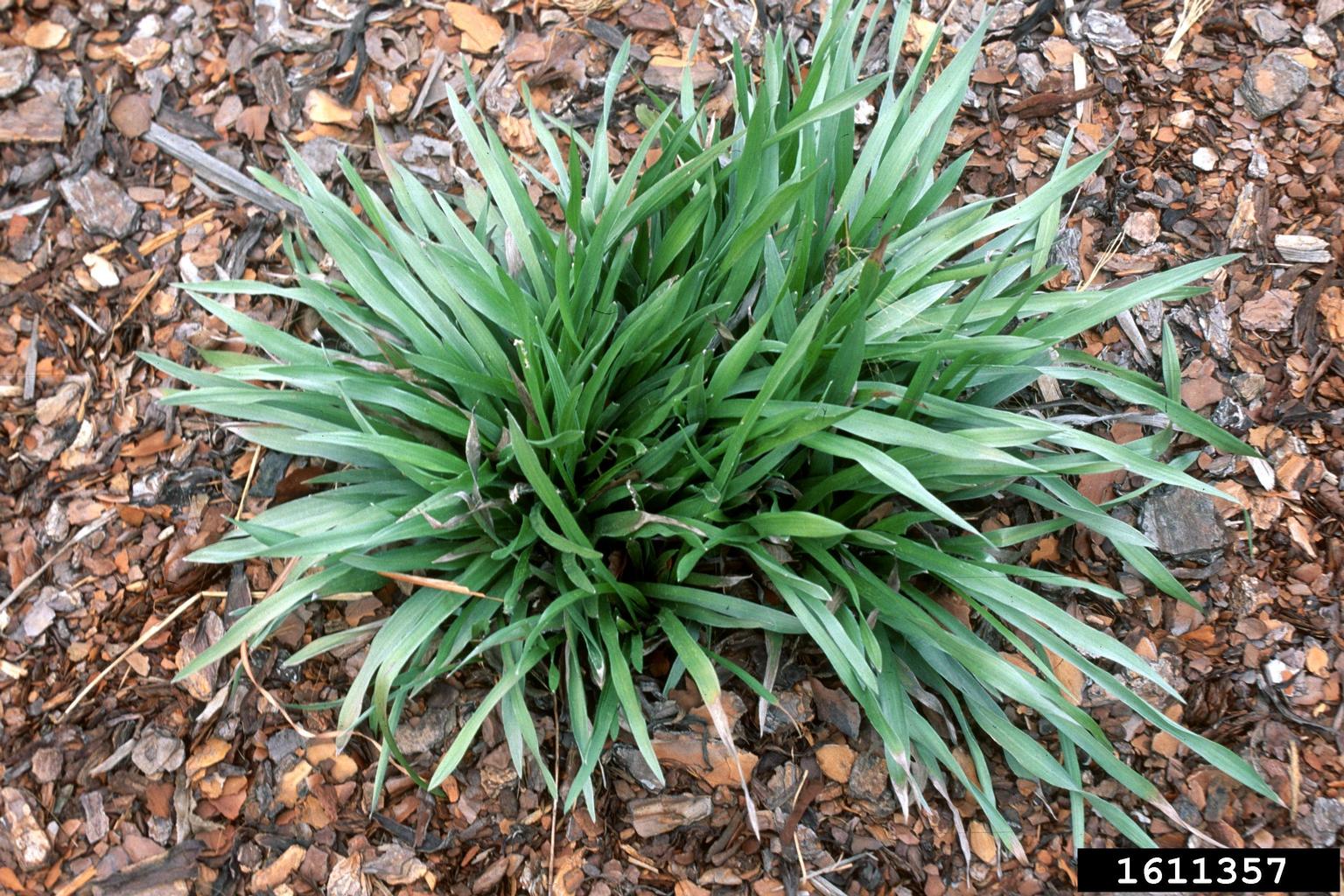 silkgrass (Pityopsis graminifolia)
