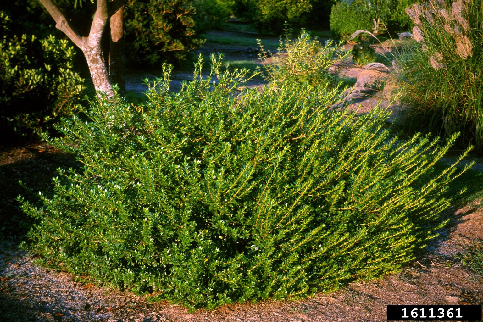Japanese cheesewood (Pittosporum tobira)