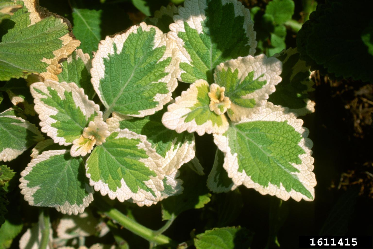 Mexican mint (Plectranthus amboinicus)