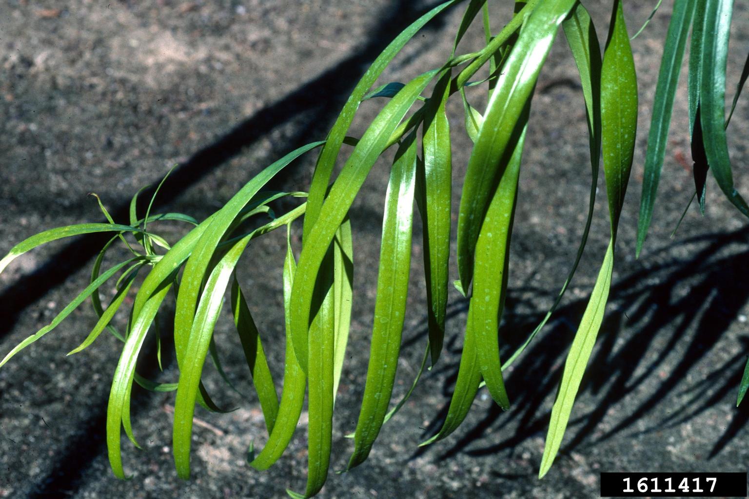 breede river yellowwood (Podocarpus elongatus)