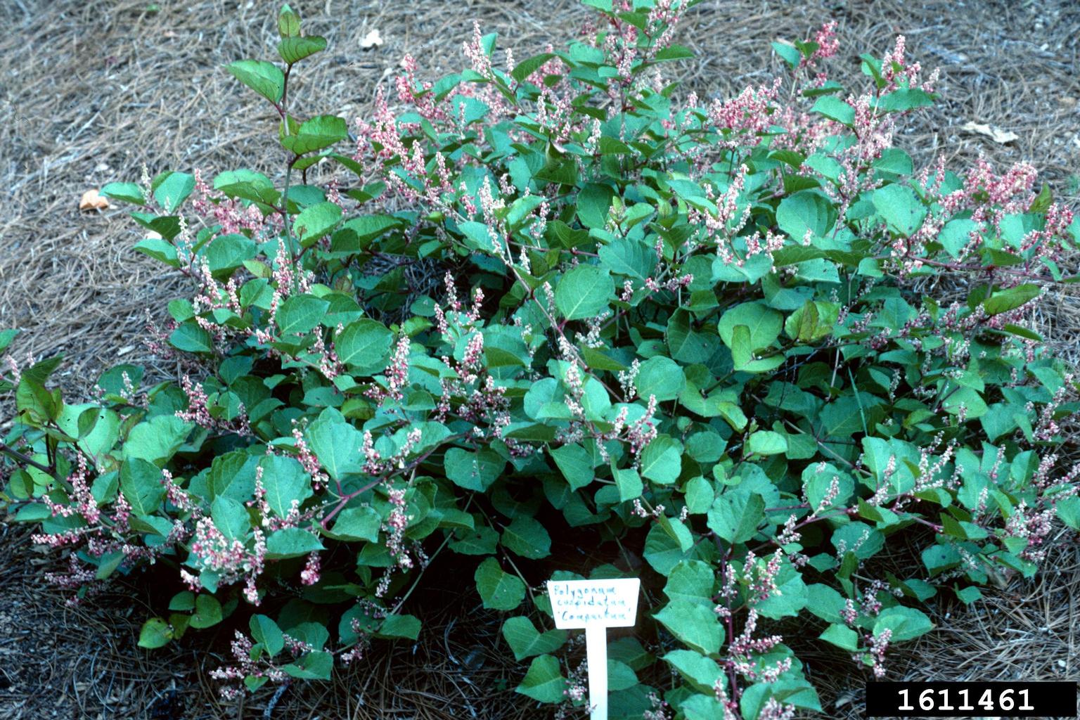 Japanese knotweed (Reynoutria japonica)