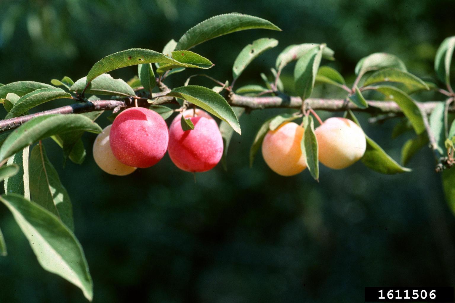 Chickasaw plum (Prunus angustifolia)