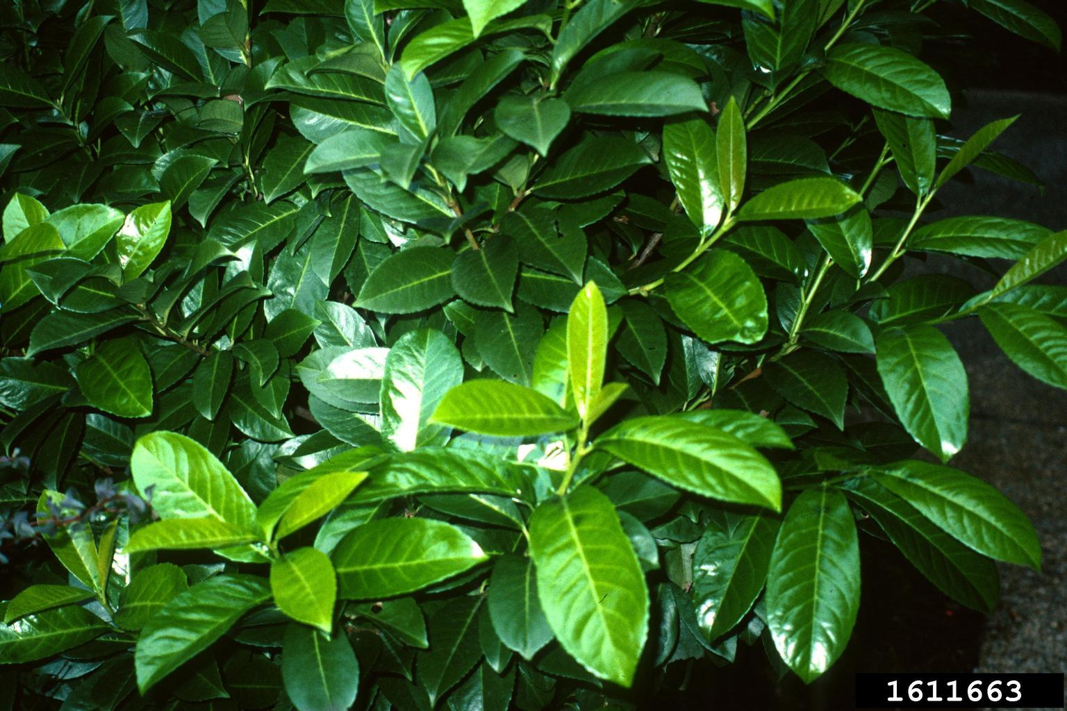 cherry laurel (Prunus laurocerasus)