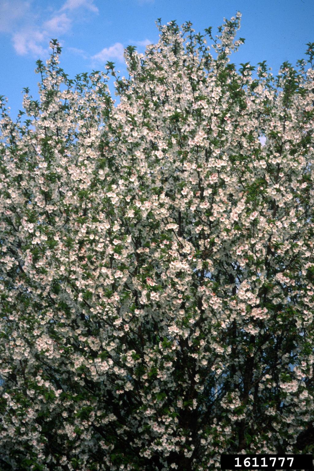 'snow goose' cherry (Prunus cv. 'snowgoose')