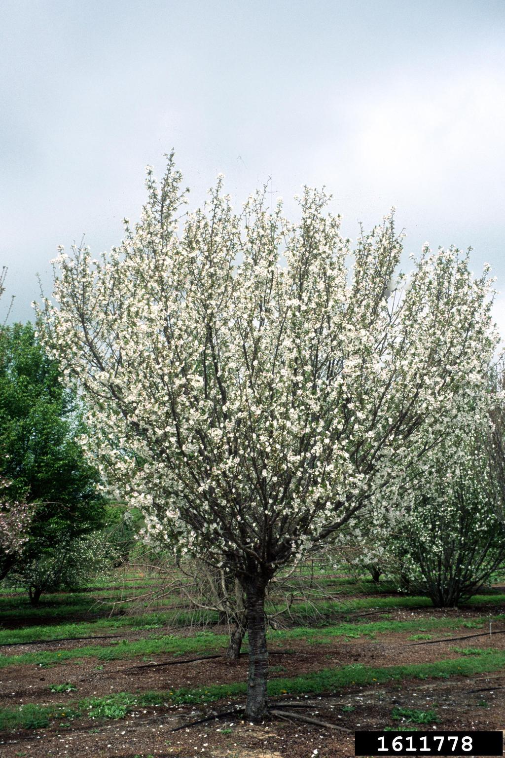 'snow goose' cherry (Prunus cv. 'snowgoose')