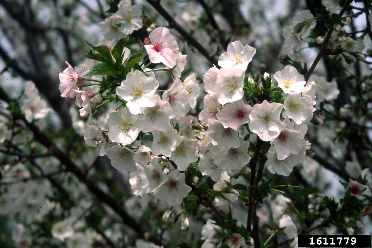 'snow goose' cherry (Prunus cv. 'snowgoose')