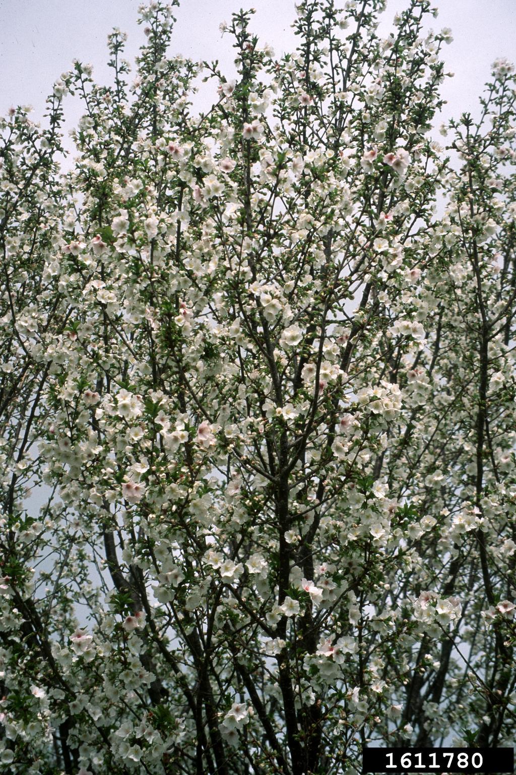 'snow goose' cherry (Prunus cv. 'snowgoose')