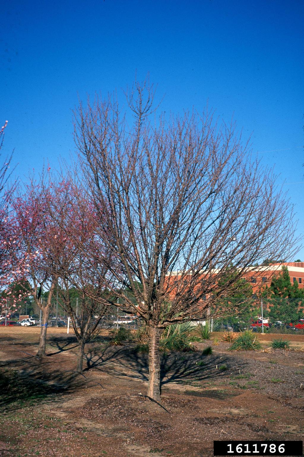 'snow goose' cherry (Prunus cv. 'snowgoose')