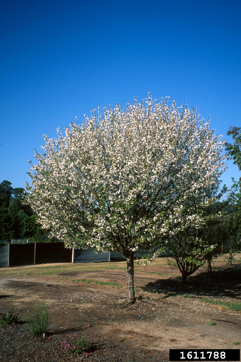 'snow goose' cherry (Prunus cv. 'snowgoose')