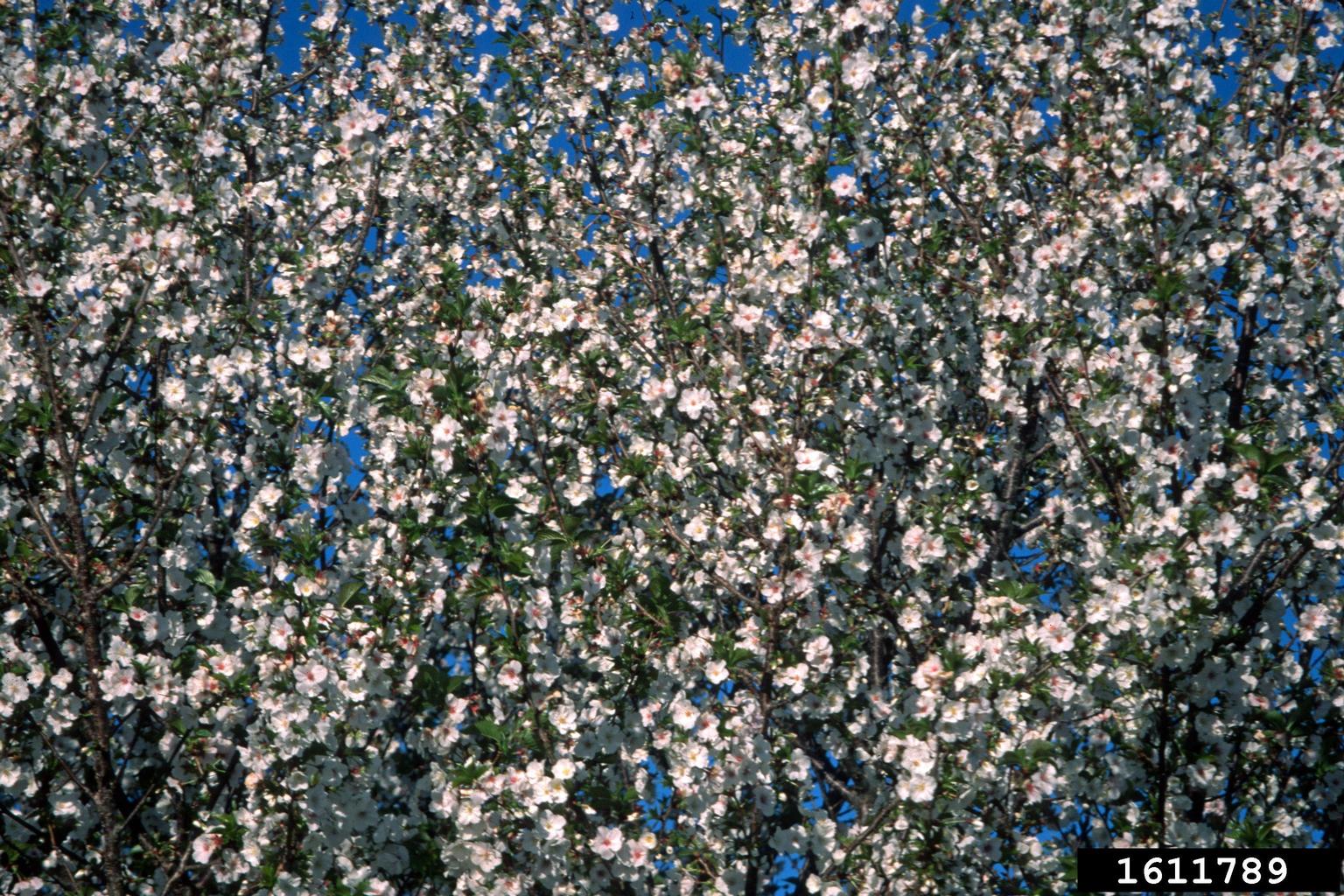 &lsquo;snow goose&rsquo; cherry (Prunus cv. &lsquo;snowgoose&rsquo;)