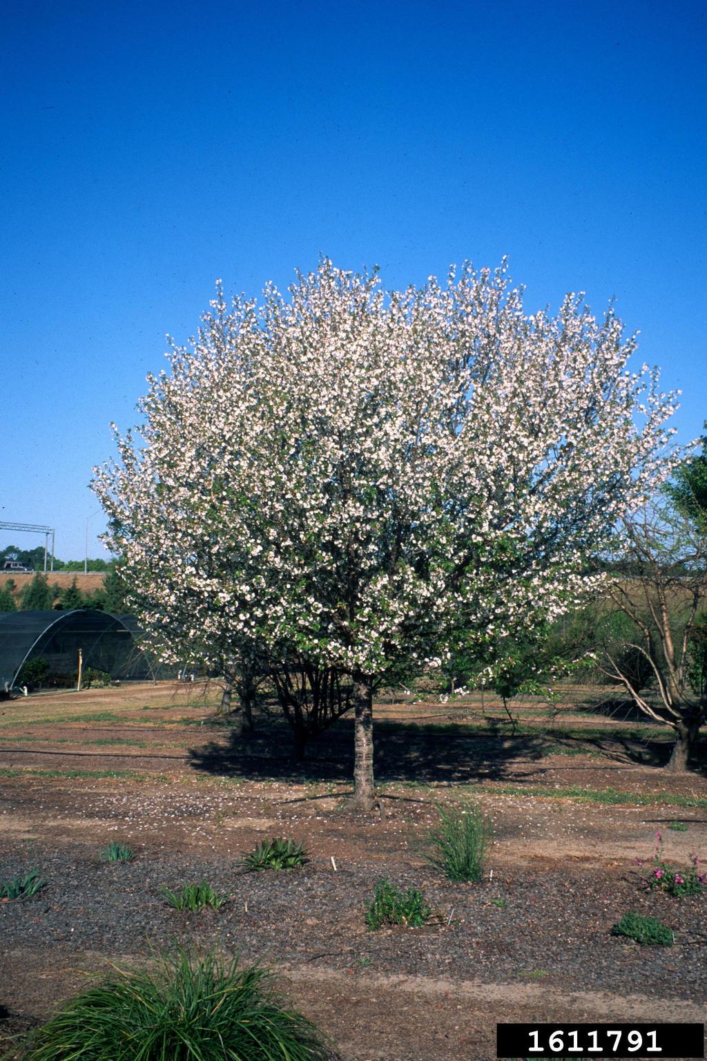 'snow goose' cherry (Prunus cv. 'snowgoose')