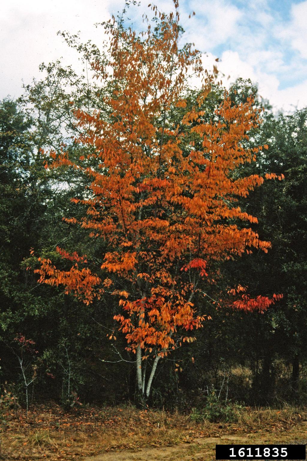 black cherry (Prunus serotina)