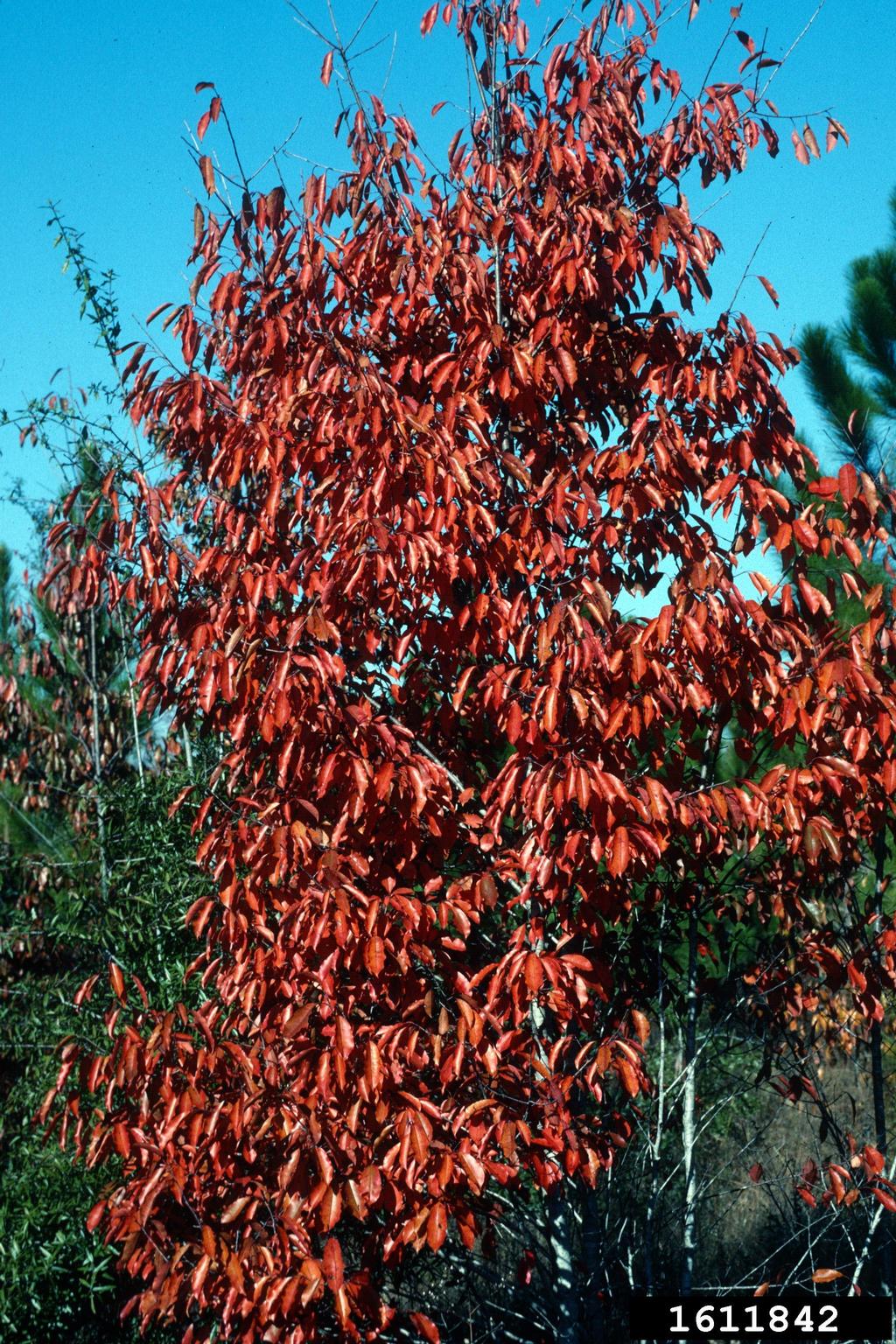 black cherry (Prunus serotina)
