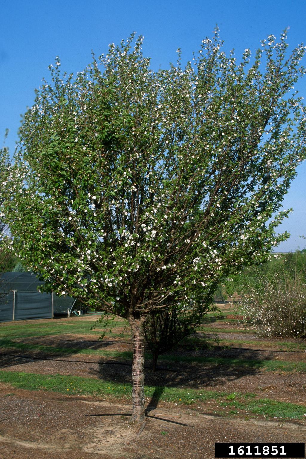 'snow goose' cherry (Prunus cv. 'snowgoose')