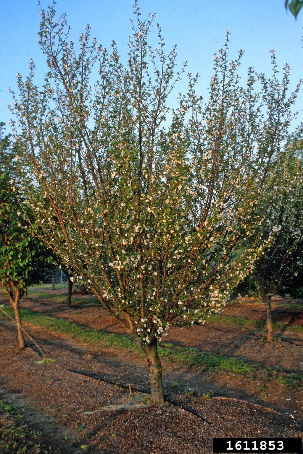'snow goose' cherry (Prunus cv. 'snowgoose')