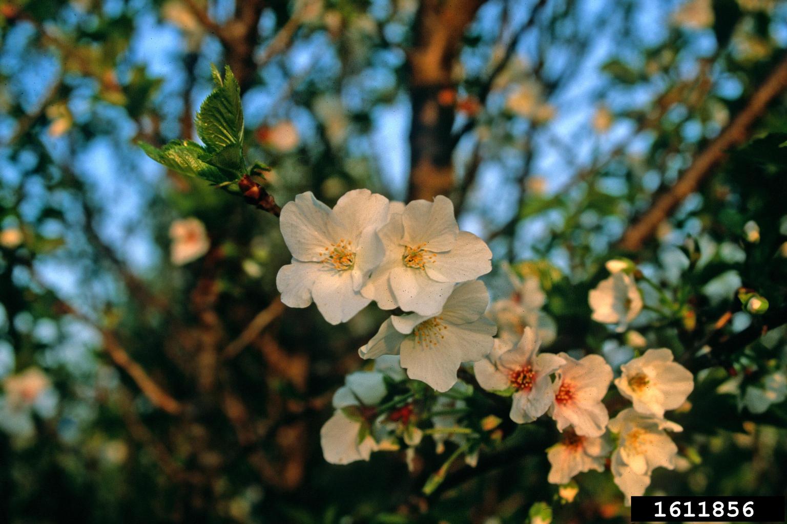'snow goose' cherry (Prunus cv. 'snowgoose')