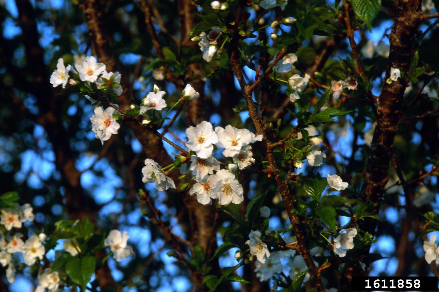 'snow goose' cherry (Prunus cv. 'snowgoose')