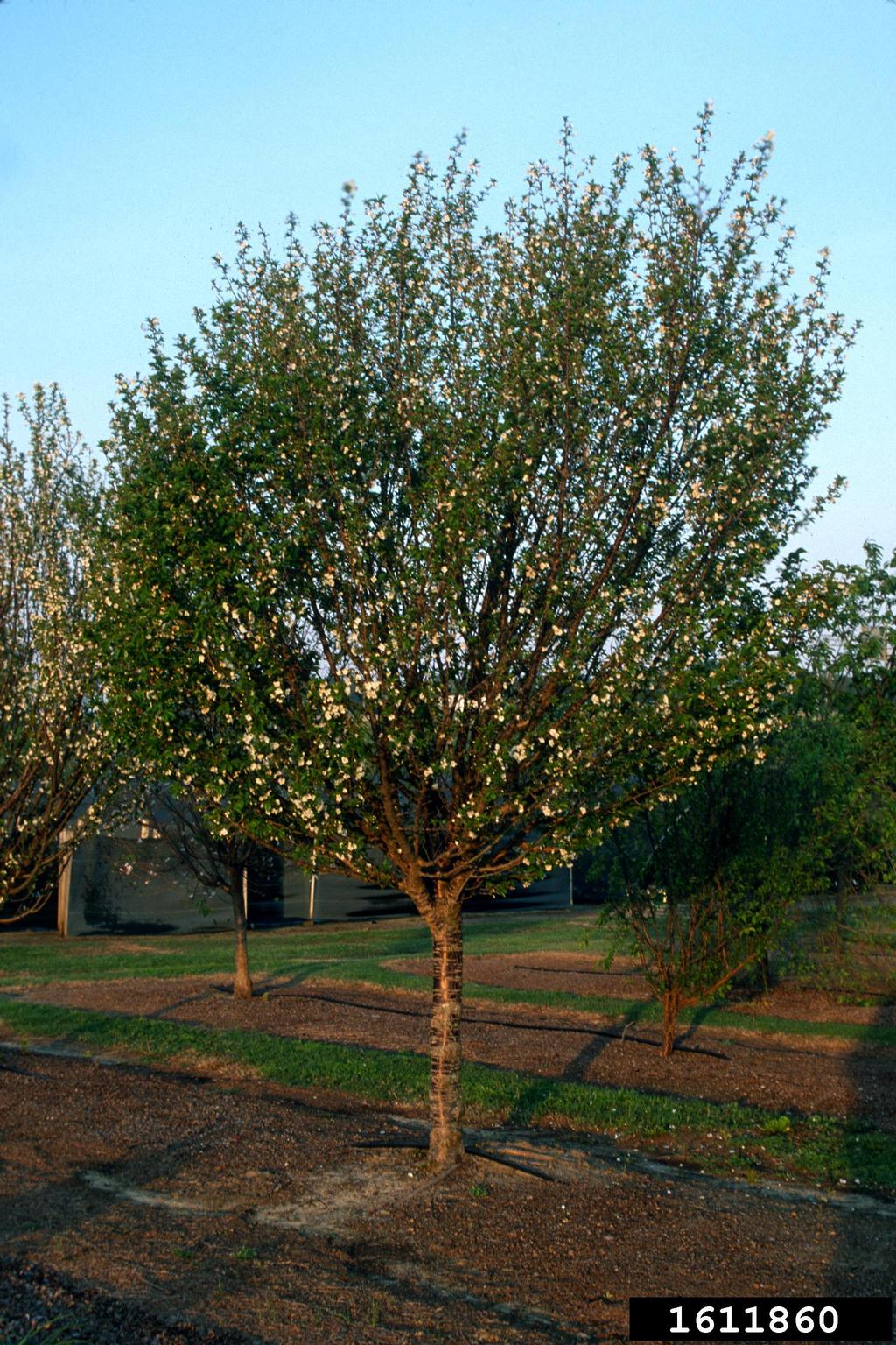 'snow goose' cherry (Prunus cv. 'snowgoose')