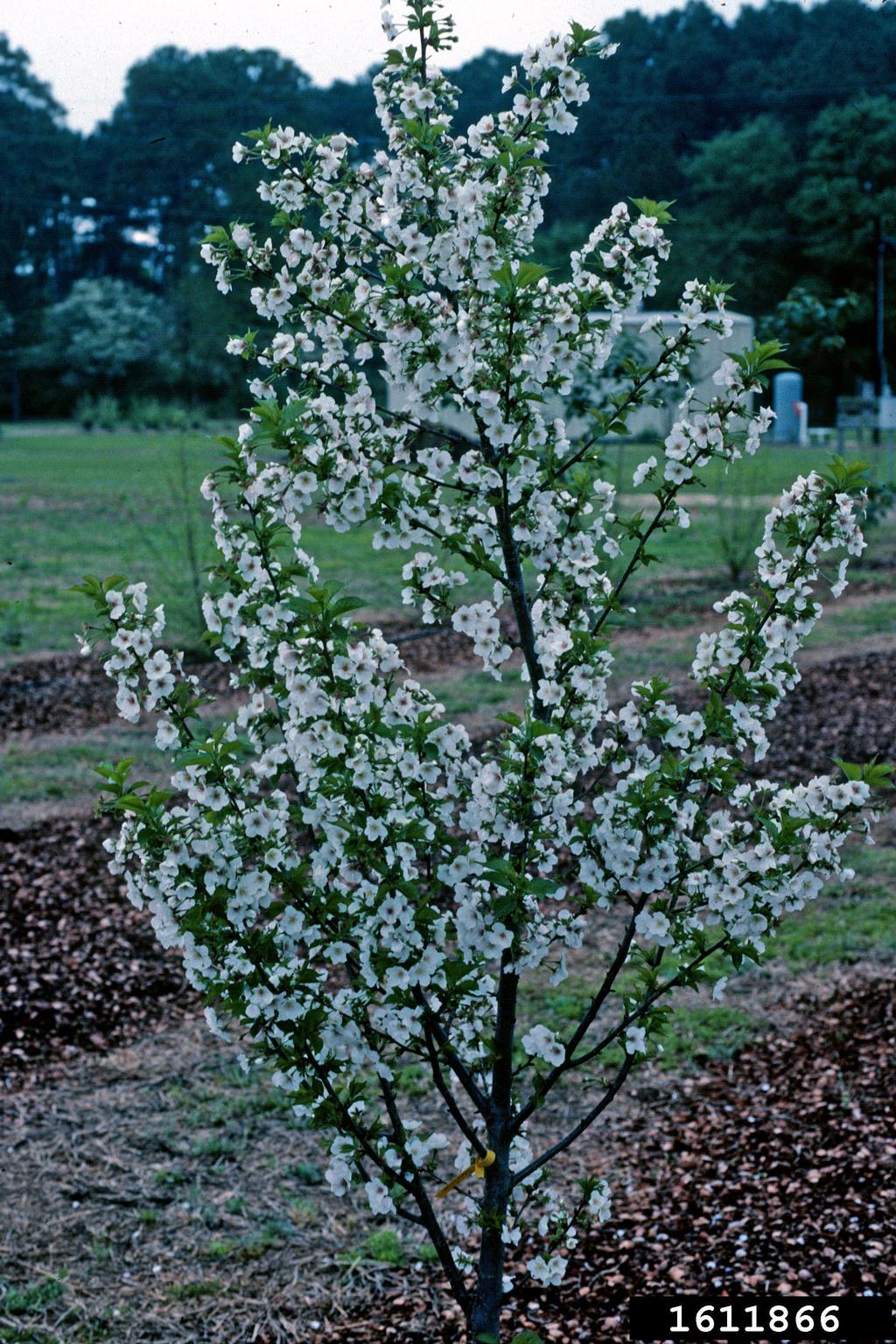 'snow goose' cherry (Prunus cv. 'snowgoose')