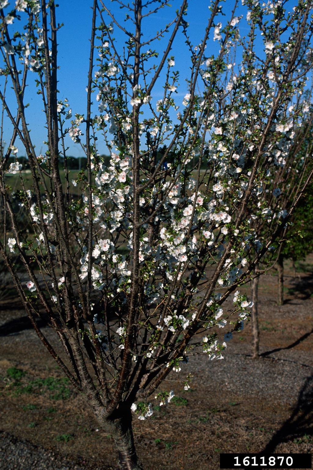 &lsquo;snow goose&rsquo; cherry (Prunus cv. &lsquo;snowgoose&rsquo;)