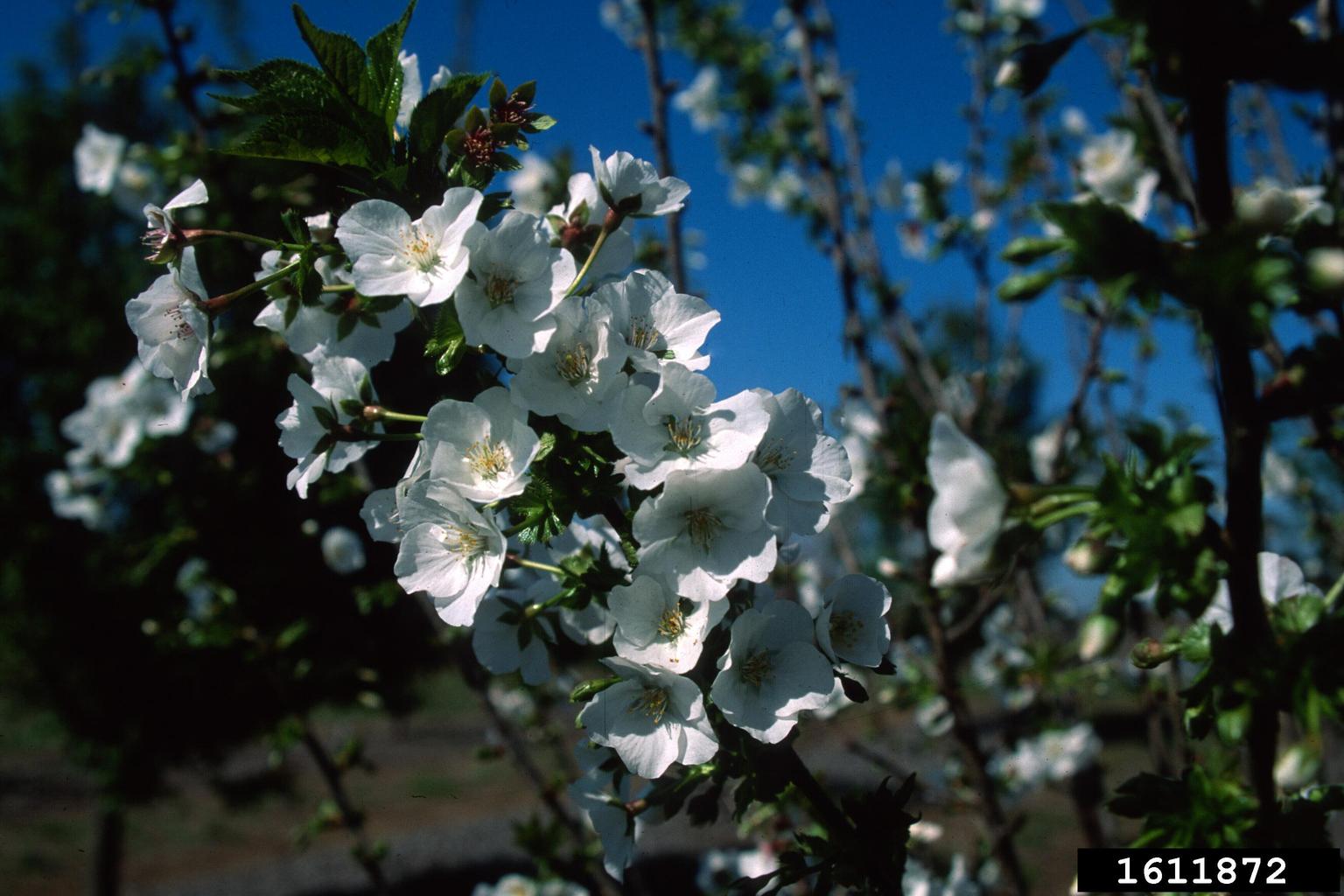 'snow goose' cherry (Prunus cv. 'snowgoose')