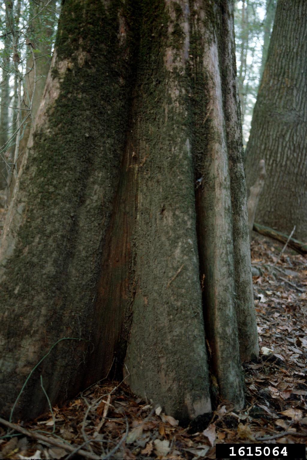bald cypress (Genus Taxodium)