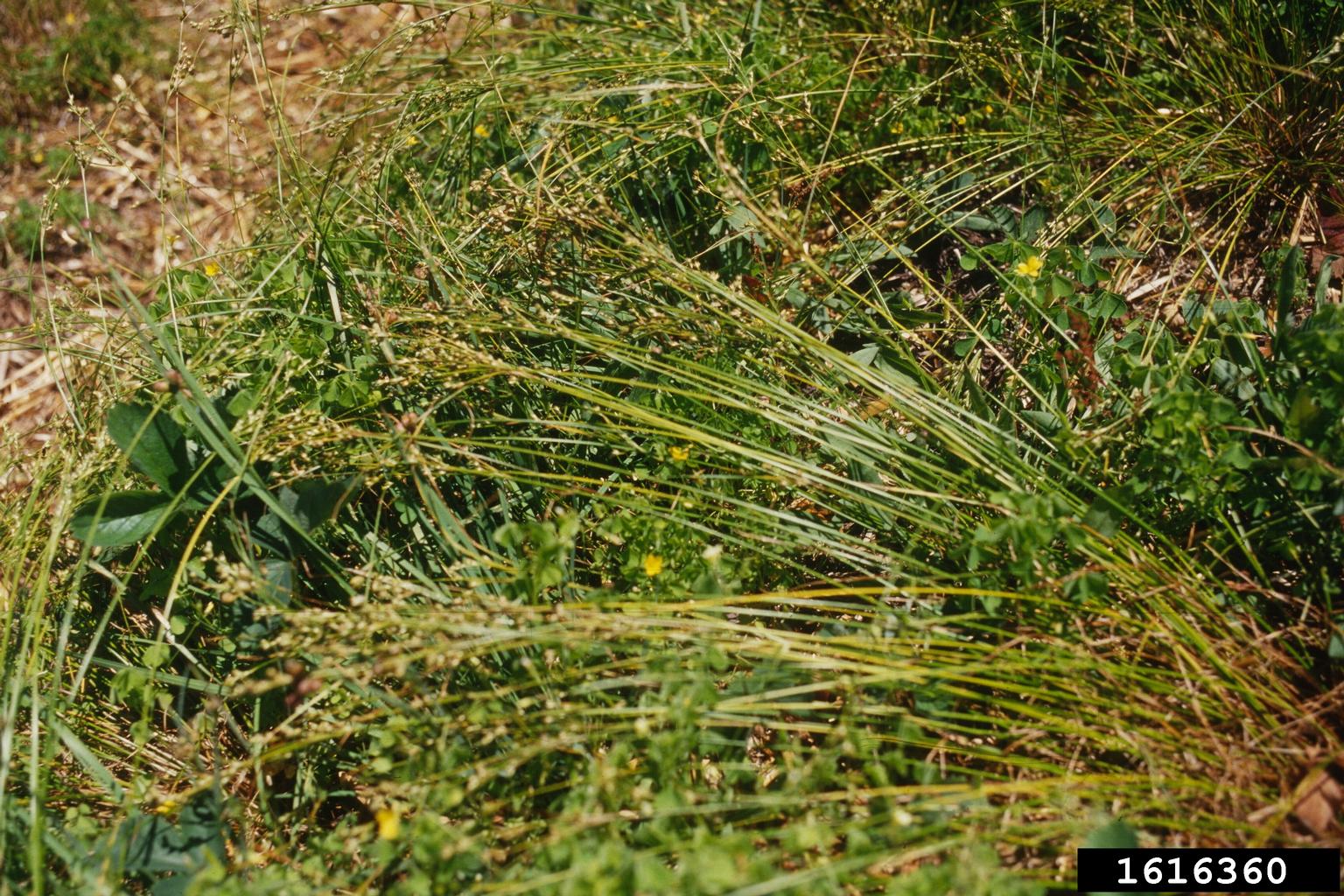 broom sedge (Carex scoparia)