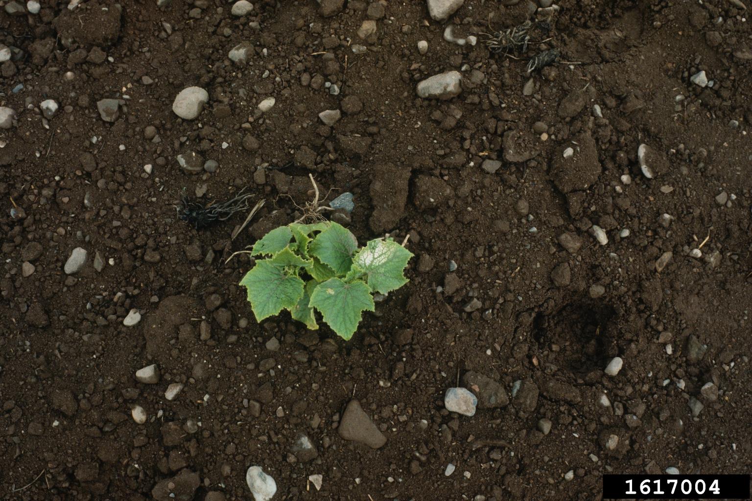 cold injury (low temperature)