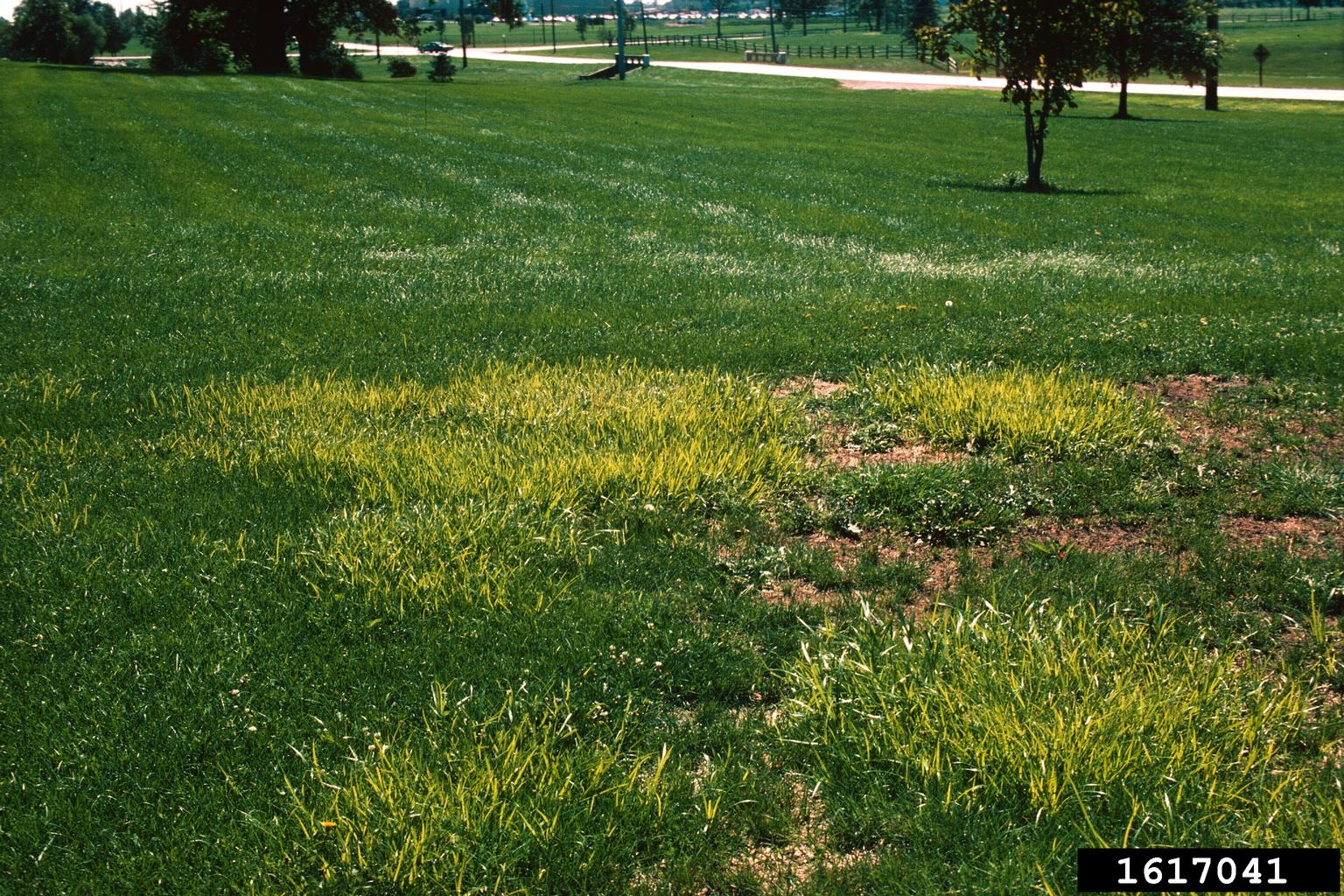 yellow nutsedge (Cyperus esculentus)