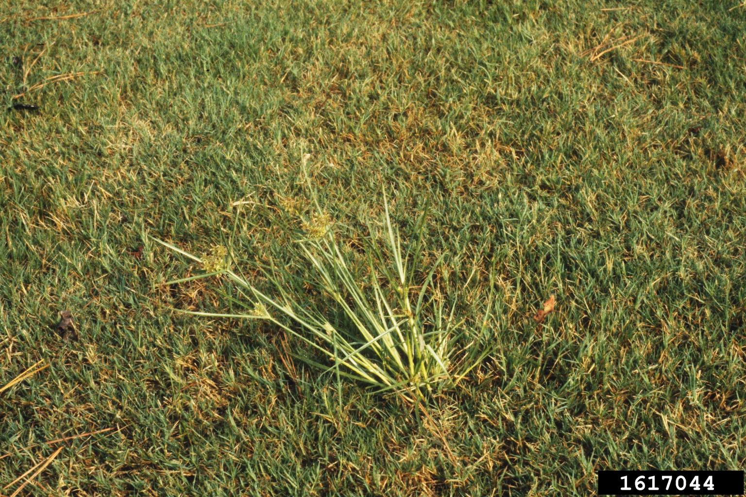 purple nutsedge (Cyperus rotundus)