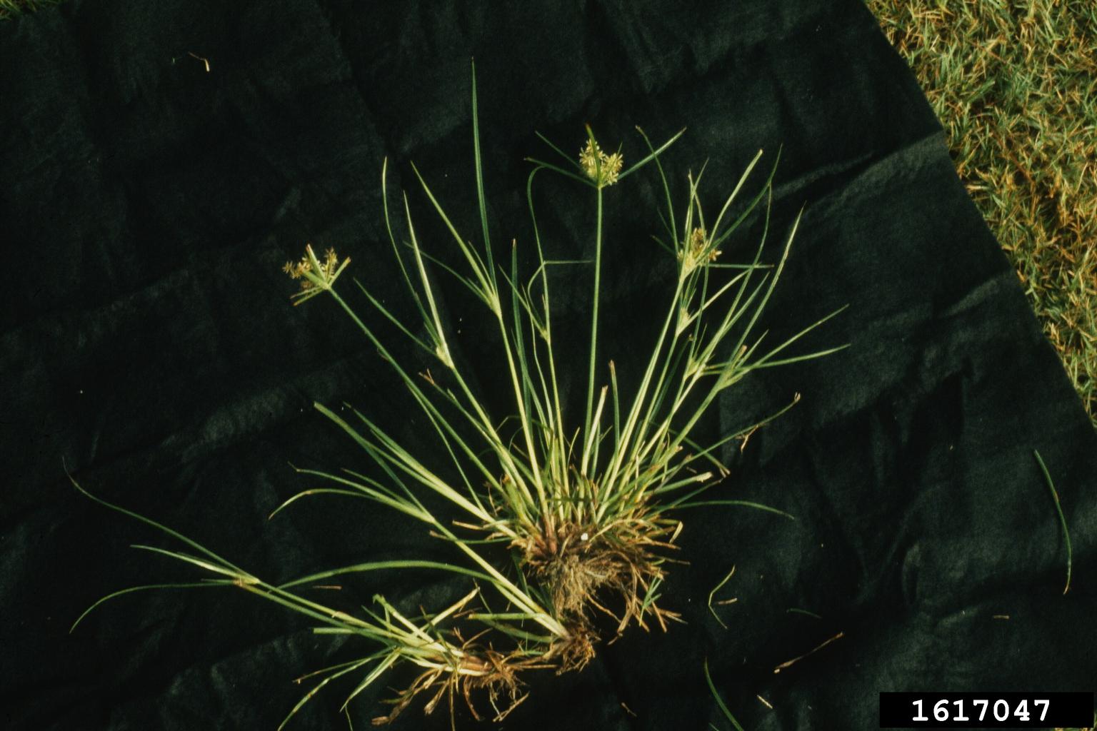 purple nutsedge (Cyperus rotundus)