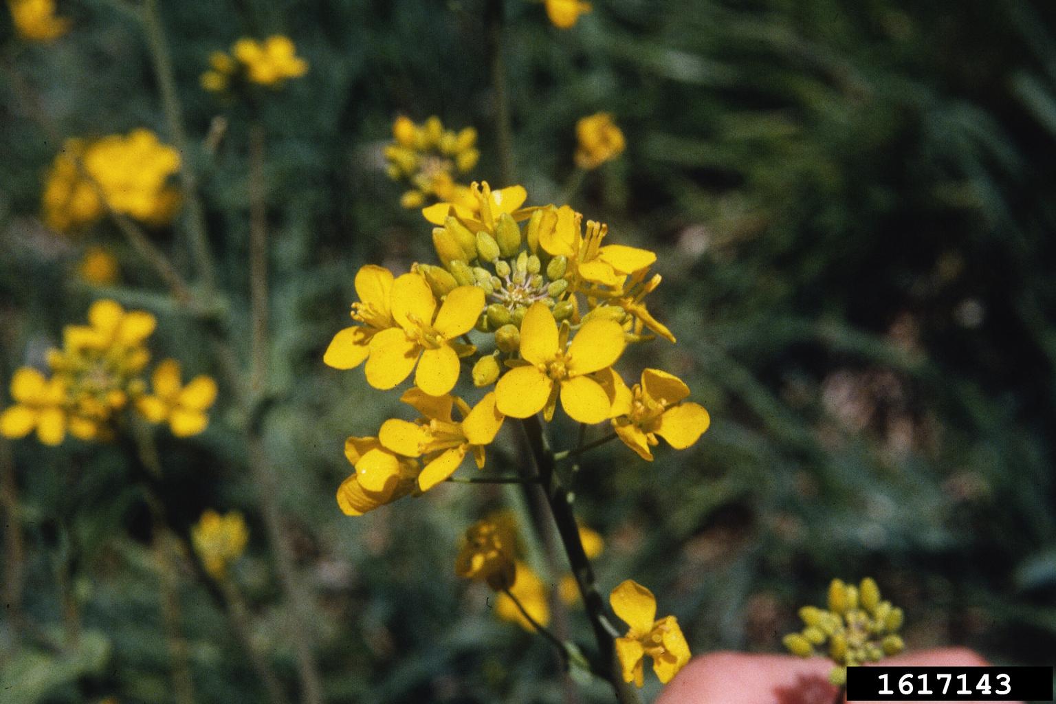 yellow rocket (Barbarea vulgaris)