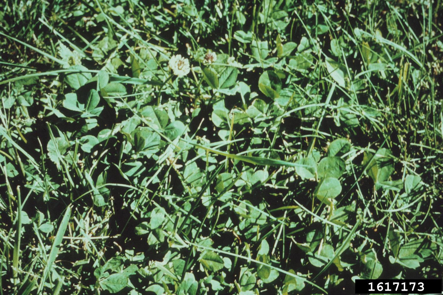 white clover (Trifolium repens)
