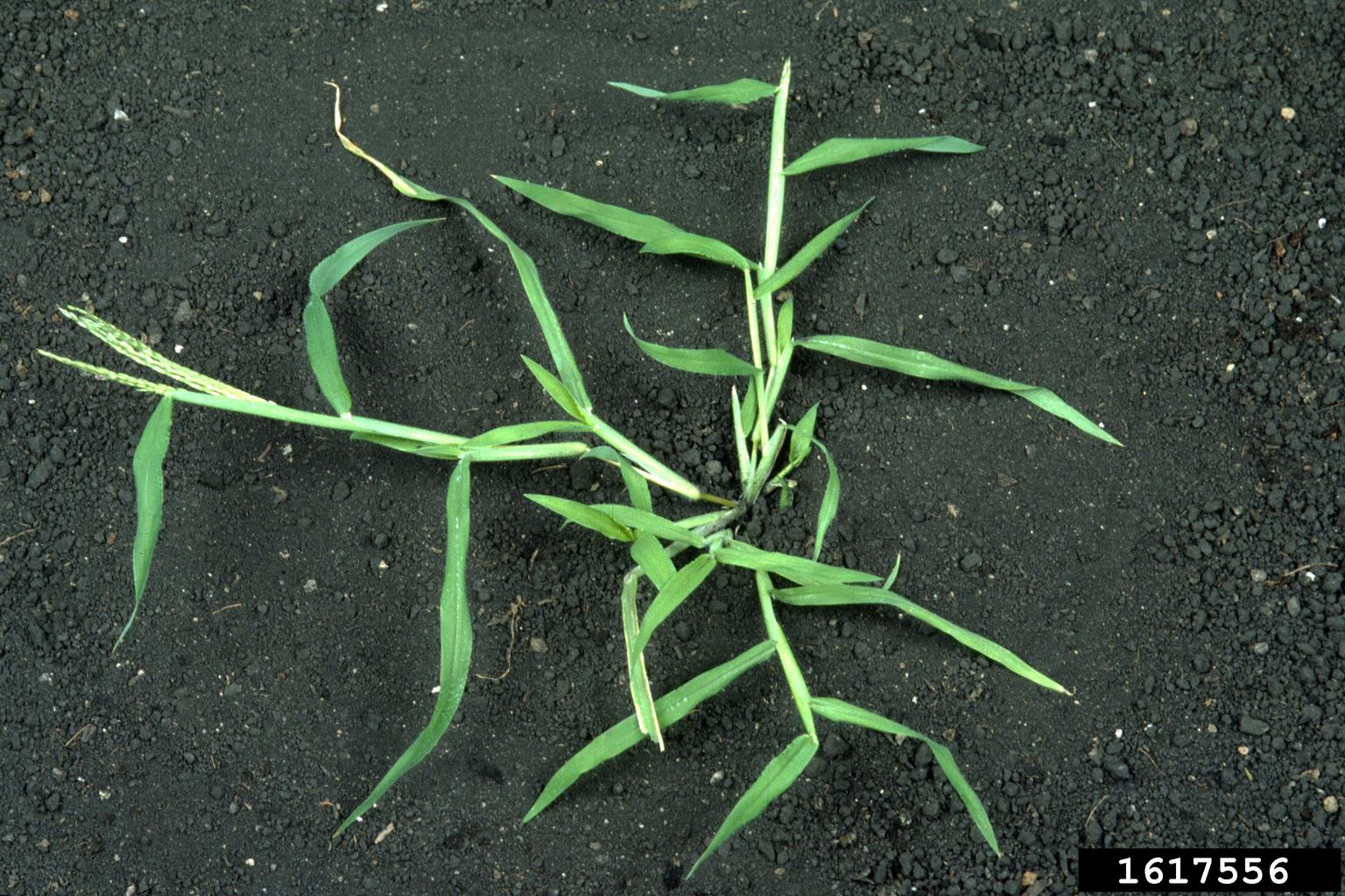 large crabgrass (Digitaria sanguinalis)