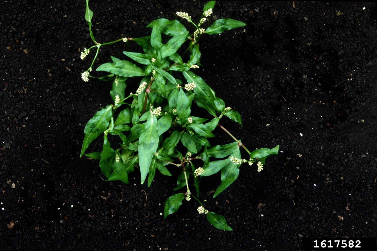 Pennsylvania smartweed (Persicaria pensylvanica)