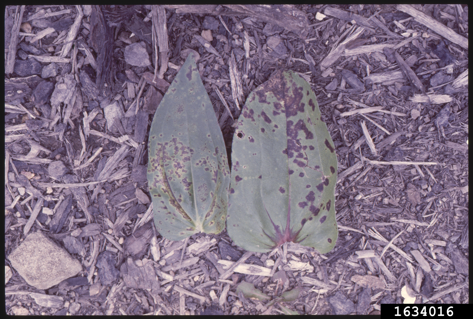 bacterial leaf spot of zinniae (Xanthomonas campestris pv. zinniae)