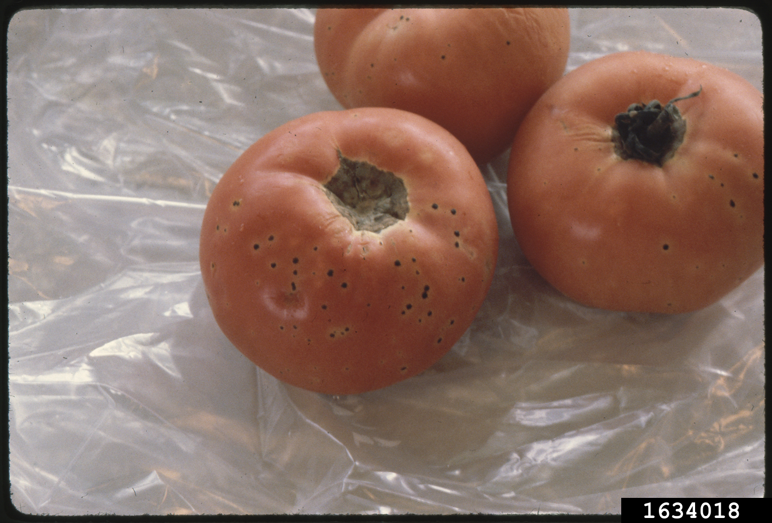 bacterial speck of tomato (Pseudomonas syringae pv. tomato)