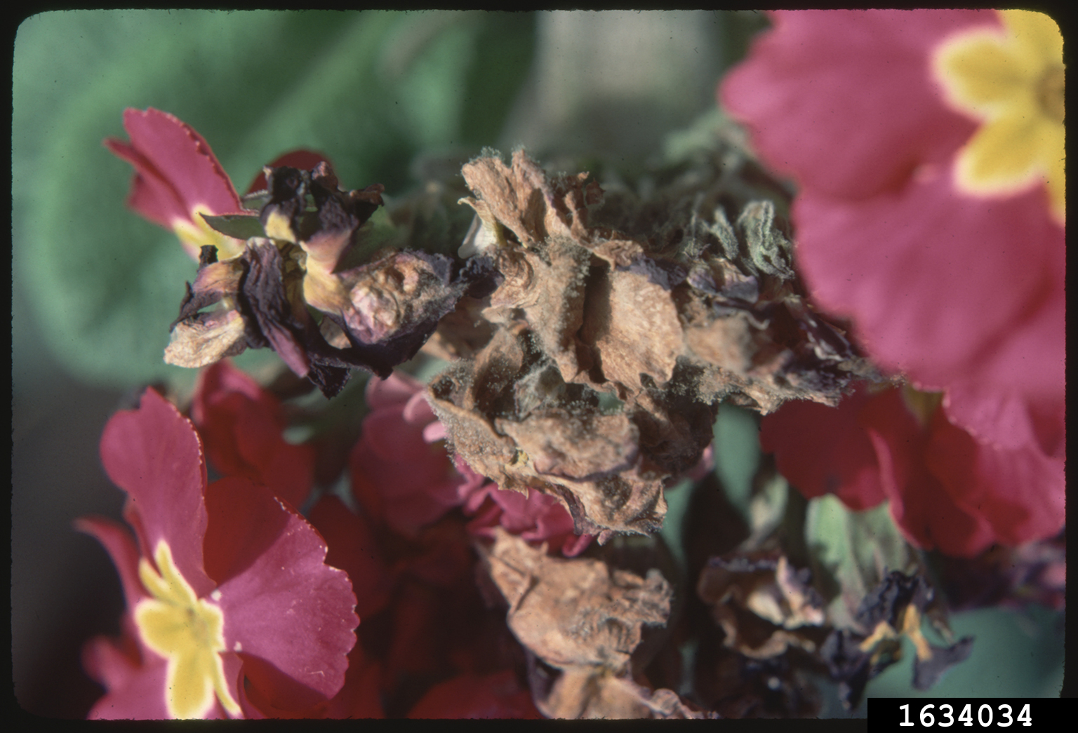 gray mold (Botrytis cinerea)