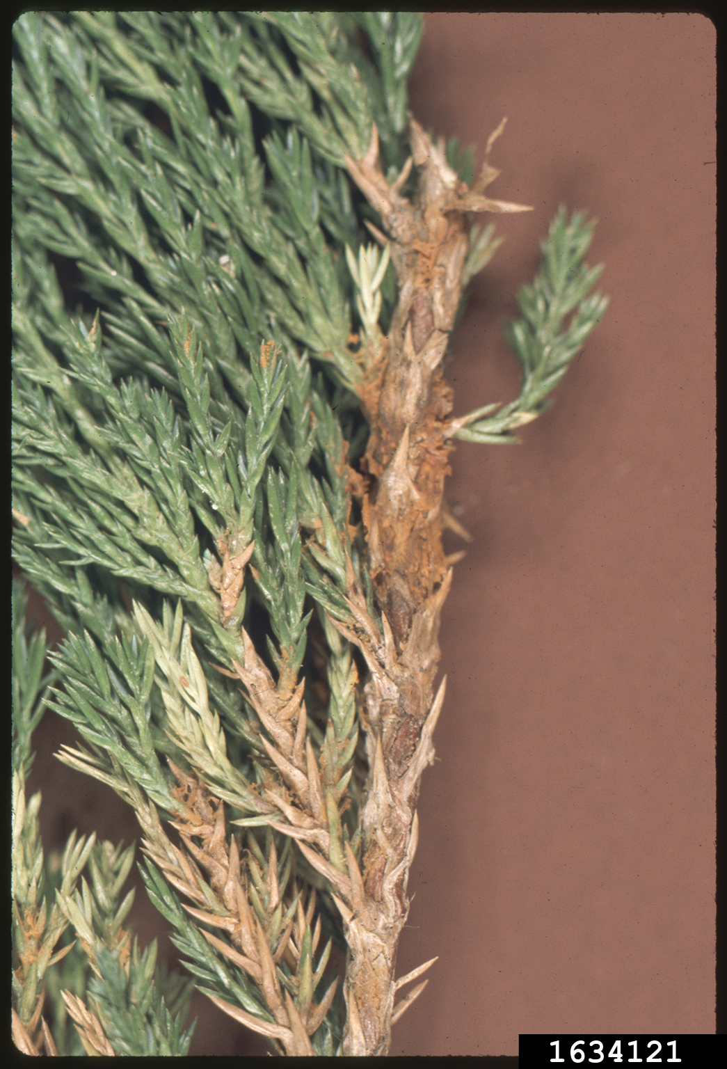 cedarapple rust (Gymnosporangium juniperivirginianae)